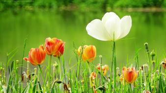 17611776216_1183fb5a65_o